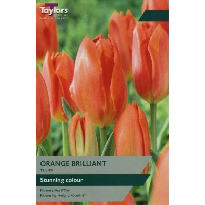 Tulip Orange Brilliant - size 10-11 